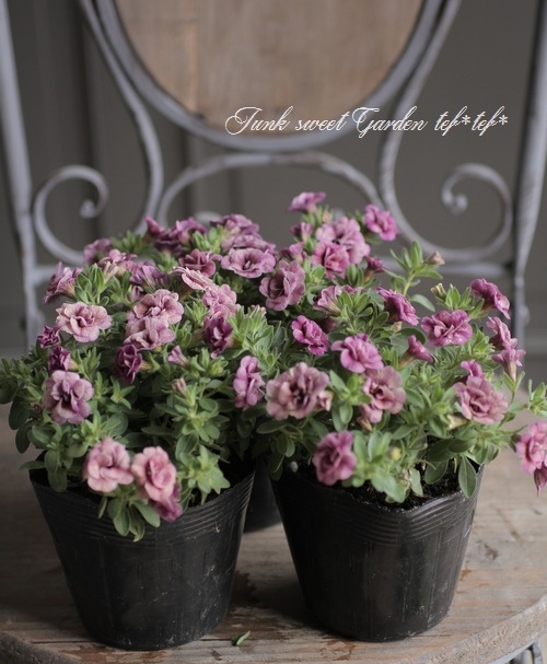 Ȭ�ź餭������֥饳�����ƥ��ե��������֥롡����ƥ��������꡼�� No.76