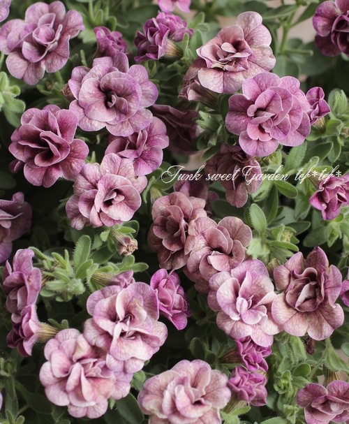 Ȭ�ź餭������֥饳�����ƥ��ե��������֥롡����ƥ��������꡼�� No.76