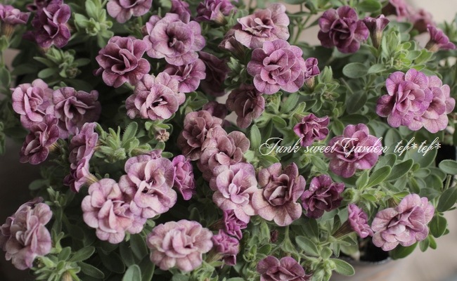 Ȭ�ź餭������֥饳�����ƥ��ե��������֥롡����ƥ��������꡼�� No.76