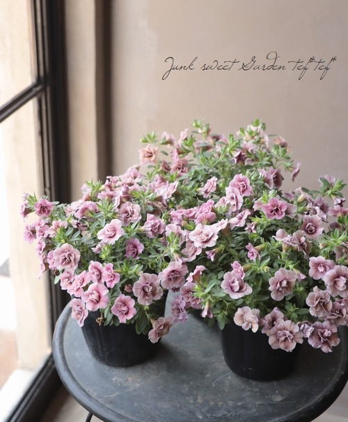 Ȭ�ź餭������֥饳�����ƥ��ե��������֥롡����ƥ��������꡼�� No.76