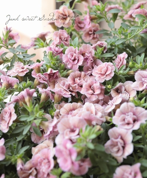 Ȭ�ź餭������֥饳�����ƥ��ե��������֥롡����ƥ��������꡼�� No.76