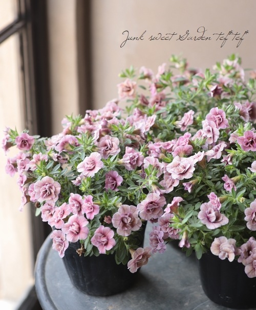 Ȭ�ź餭������֥饳�����ƥ��ե��������֥롡����ƥ��������꡼�� No.76