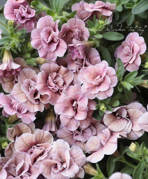 Ȭ�ź餭������֥饳�����ƥ��ե��������֥롡����ƥ��������꡼�� No.76