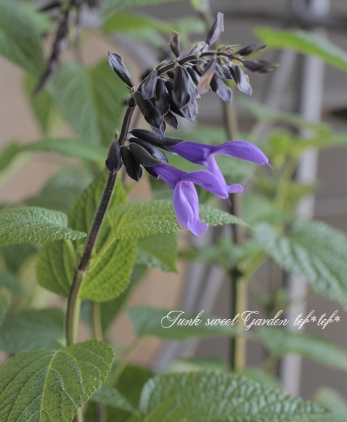 サルビア ガラニチカ ブラック ブルーム すべての商品 Junk Sweet Garden Tef Tef