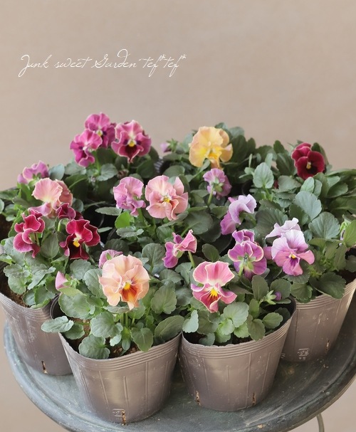 15 インチ　サイズ　ビオラ Amazon | ビオラセット - 15インチ | バイオリン | 楽器・音響機器