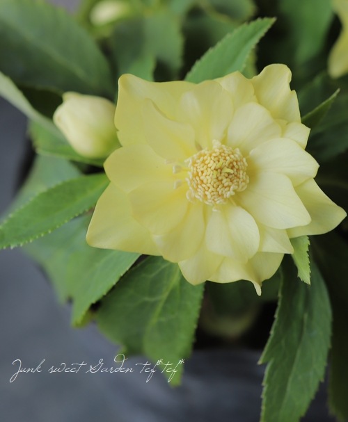 クリスマスローズ 小輪デュメ系 『ゴールド dd』 No.A 【大木