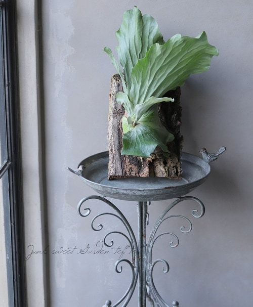 観葉植物】 プラティセリウム 『エレファントティス』 ビカクシダ