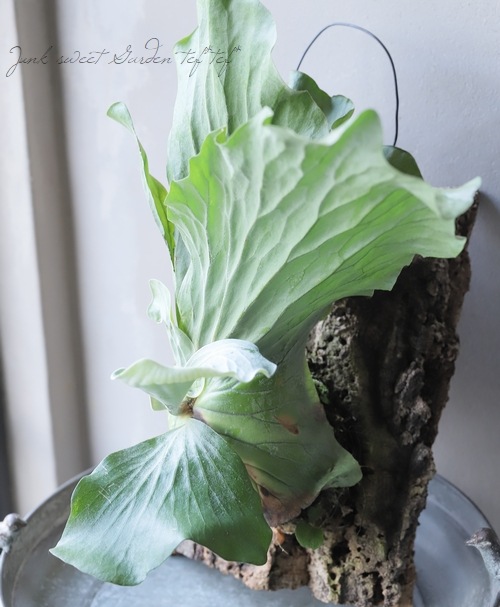 観葉植物】 プラティセリウム 『エレファントティス