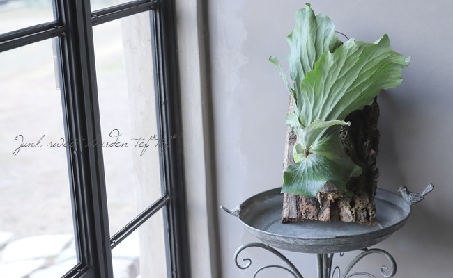 観葉植物】 プラティセリウム 『エレファントティス』 ビカクシダ