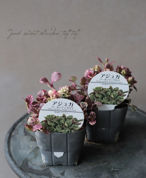 �����ꥢ���奬���إС�����ǥ���������