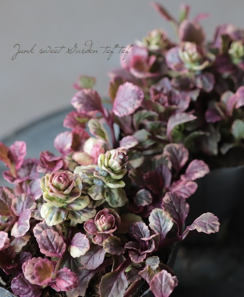 �����ꥢ���奬���إС�����ǥ���������