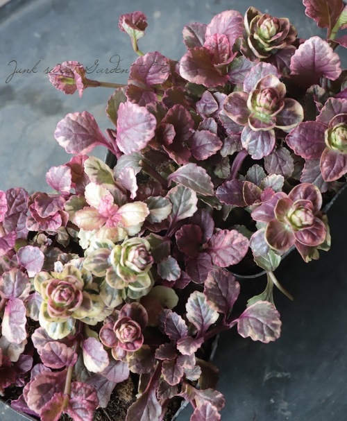 �����ꥢ���奬���إС�����ǥ���������