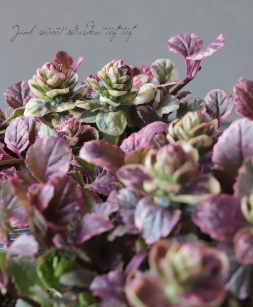 �����ꥢ���奬���إС�����ǥ���������