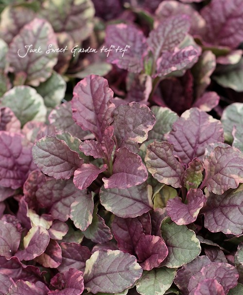 �����ꥢ���奬���إС�����ǥ���������