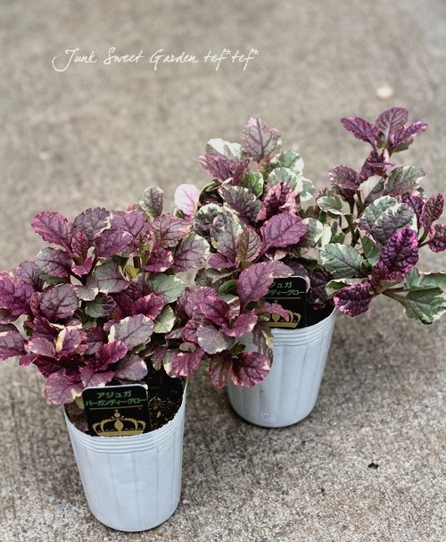 �����ꥢ���奬���إС�����ǥ���������