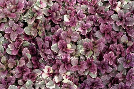 �����ꥢ���奬���إС�����ǥ���������