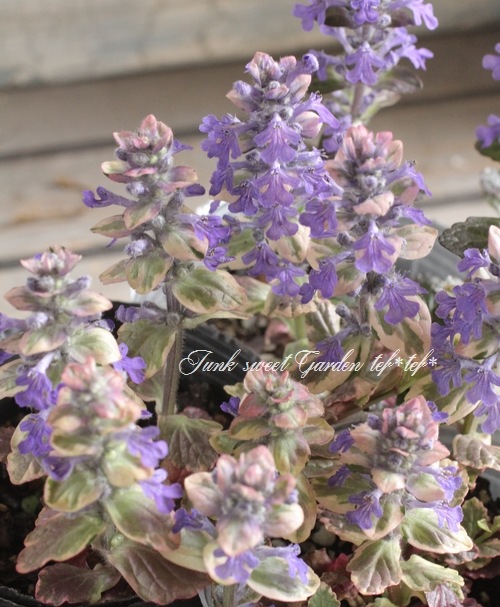 �����ꥢ���奬���إС�����ǥ���������