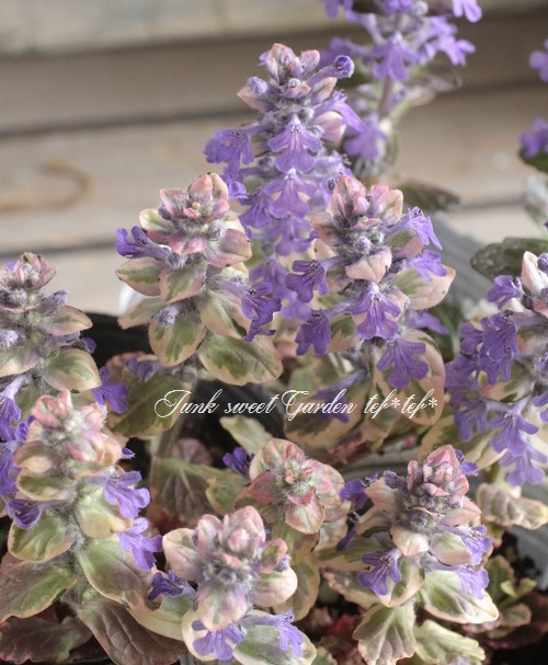 �����ꥢ���奬���إС�����ǥ���������