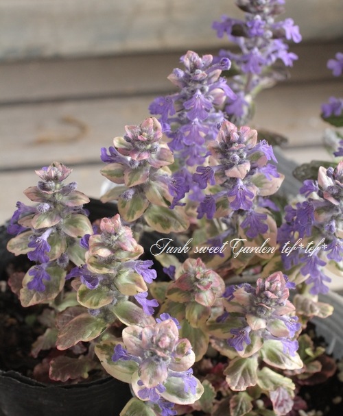 �����ꥢ���奬���إС�����ǥ���������