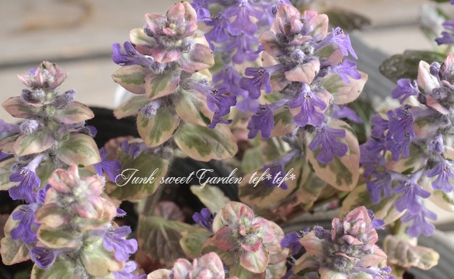 �����ꥢ���奬���إС�����ǥ���������