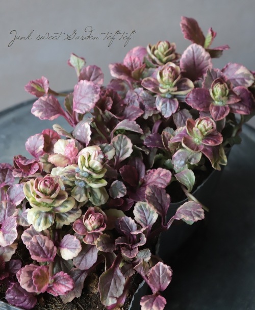 �����ꥢ���奬���إС�����ǥ���������