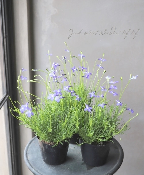 ロベリア 『パラシオンブルー 』 | すべての商品 | | Junk sweet