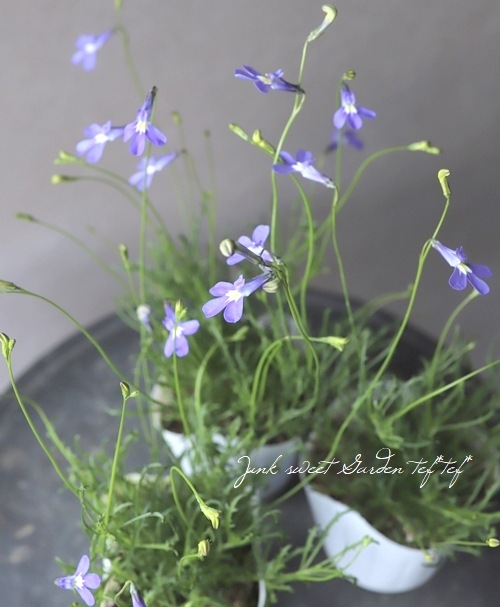 ���٥ꥢ���إѥ饷����֥롼 �١�