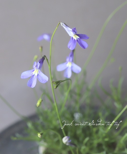 ���٥ꥢ���إѥ饷����֥롼 �١�