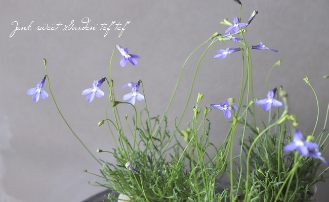 ���٥ꥢ���إѥ饷����֥롼 �١�