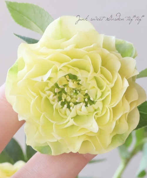 横山園芸・育種生産】 ダブル多弁咲きクリスマスローズ 『プリマドレス