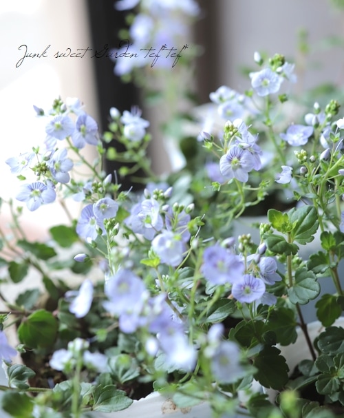 �٥��˥����ڥȥ�󥨥����إޥ���ޥ륷����