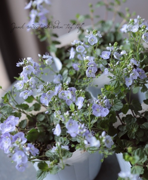 �٥��˥����ڥȥ�󥨥����إޥ���ޥ륷����