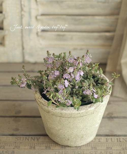 �٥��˥����ڥȥ�󥨥����إޥ���ޥ륷����