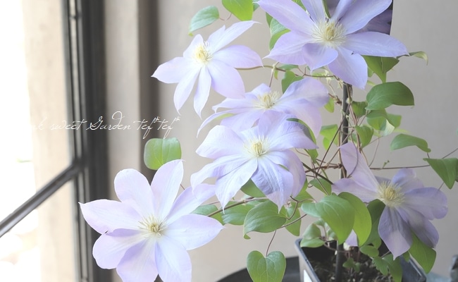 及川オリジナルクレマチス・ パテンス系 『小波』 | すべての