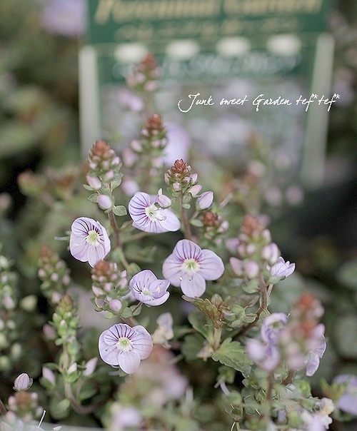 �٥��˥����ڥȥ�󥨥����إޥ���ޥ륷����