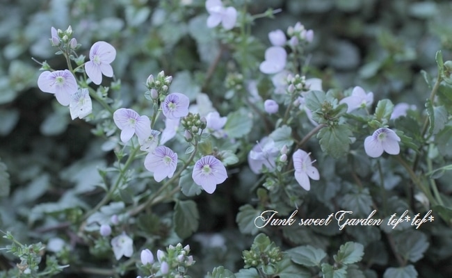 �٥��˥����ڥȥ�󥨥����إޥ���ޥ륷����