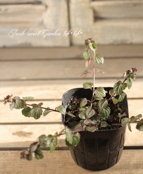 �٥��˥����ڥȥ�󥨥����إޥ���ޥ륷����