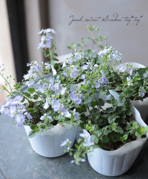 �٥��˥����ڥȥ�󥨥����إޥ���ޥ륷����