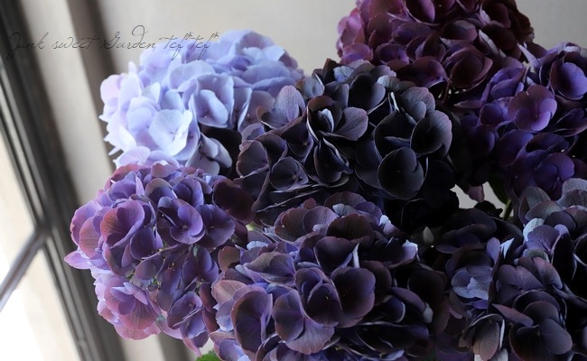 秋色系紫陽花 『クイーンズブラック』 【変わり咲き】塩原園芸