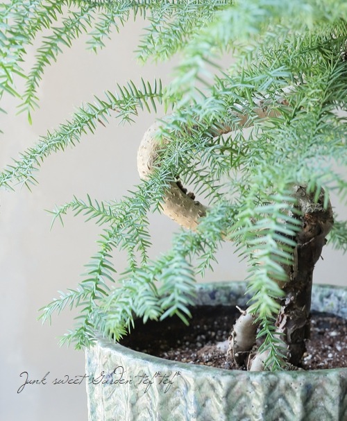 �ڴ��տ�ʪ�� �������ꥢ���إƥ��ե��� �ز��⾺��ζ��  ��A��