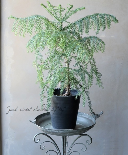 �ڴ��տ�ʪ�� �������ꥢ���إƥ��ե��� �ز��⾺��ζ��  ��A��