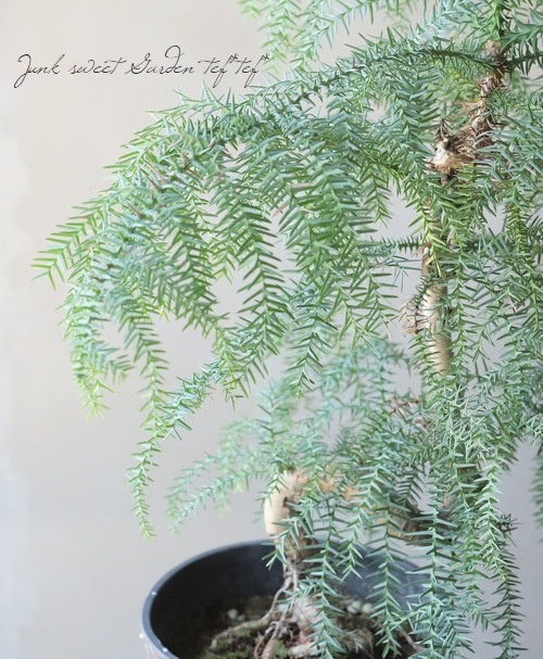 �ڴ��տ�ʪ�� �������ꥢ���إƥ��ե��� �ز��⾺��ζ��  ��A��