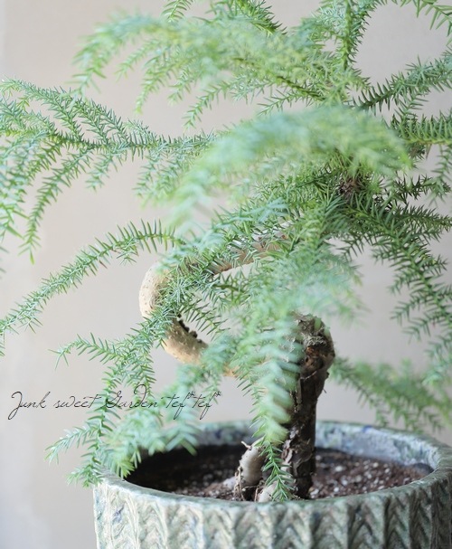 �ڴ��տ�ʪ�� �������ꥢ���إƥ��ե��� �ز��⾺��ζ��  ��A��