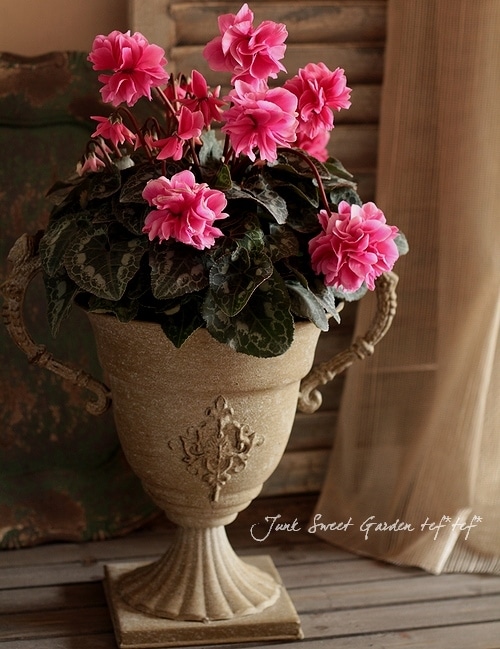 万重咲きシクラメン 『ローゼス』 【ピンク】 | すべての商品 | | Junk