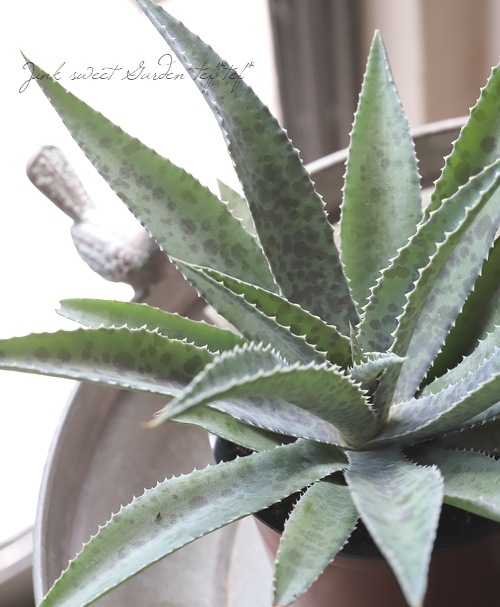 多肉植物】 マンガベ 『フレックルアンドスペックル』 | すべての商品