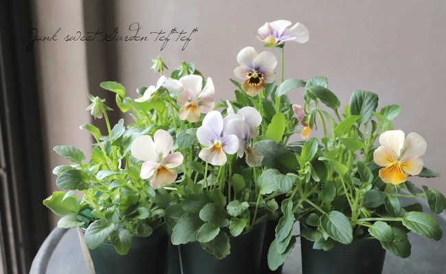 ハンドメイド　ビオラ ビオラ ビビシリーズ 『マンゴーアンティーク』 変わり咲き【B