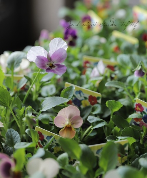 ○ゲブラさんの変わり咲きビオラ MIX | Flower Species,ビオラ