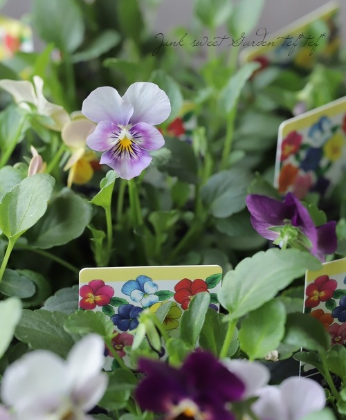○ゲブラさんの変わり咲きビオラ MIX | Flower Species,ビオラ
