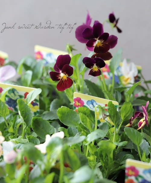 ○ゲブラさんの変わり咲きビオラ MIX | Flower Species,ビオラ