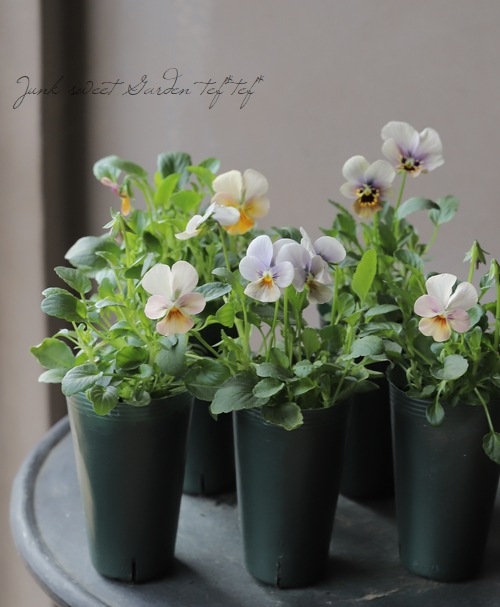 ハンドメイド　ビオラ ○ゲブラさんの変わり咲きビオラ MIX | Flower Species,ビオラ